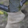 Jutena traka 10 cm/5 m - 7 
