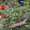 Jutena traka 5 cm / 8 m - 7 