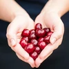 Odkoštavač za višnje i trešnje (u foliji) - 7 
