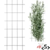Potpora za biljke – vrtna rešetka 150 x 60cm - 8 