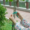 PVC traka za vezivanje biljaka, 1,2 cm x 40m - 5 
