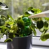 Trostruka kugla za navodnjavanje (trokamorna), prozirna zelena, 600 ml - 6 