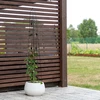 Ukrasna pergola - Piramida, 150 cm - 5 