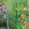 Vrtni kolci Bioogród – obloženi čelik, 1,8 m, fi 11 mm, 10 kom. - 4 