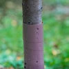 Zaštita za stabla - spirala - fi 3,5 x 80 cm - 3 