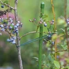 Zelena pamučna špaga 2 mm/55 m/100 g - 8 
