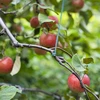 Zelena pamučna špaga 2 mm/55 m/100 g - 11 