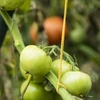 Žuta pamučna špaga 2 mm/55 m/100 g - 10 