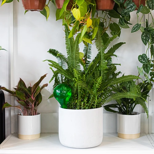 Kugle za navodnjavanje biljaka, zelene prozirne, 400 ml, 4 kom. - 11