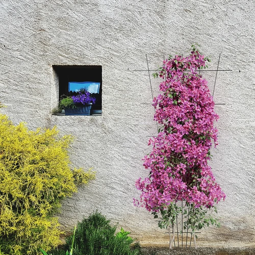 Podrška za biljke - sužena vrtna rešetka 150 x 75cm - 4