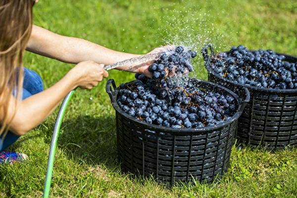 Kako napraviti vino korak po korak?