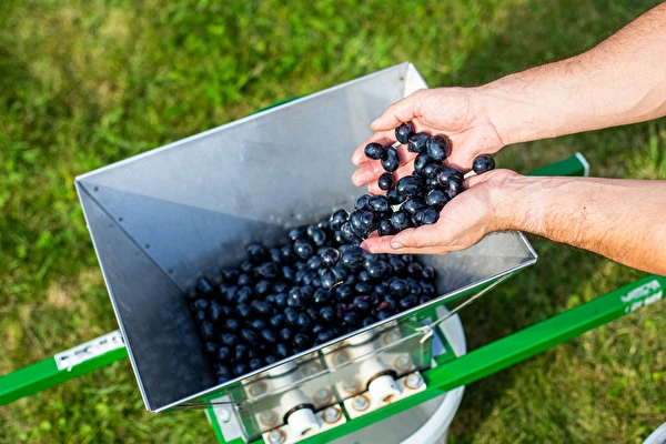 Kako napraviti vino korak po korak?