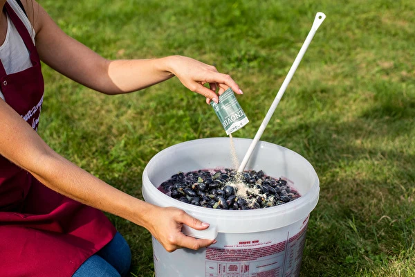 Kako napraviti vino korak po korak?