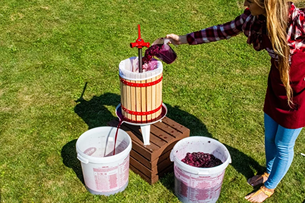 Kako napraviti vino korak po korak?