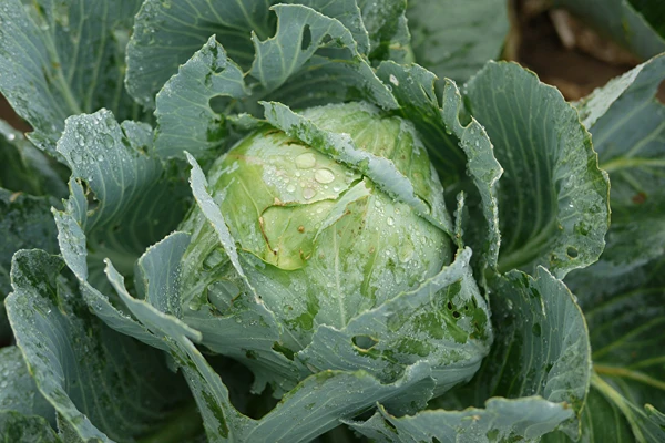 Kiseli kupus prema receptu gospođe Sylwije