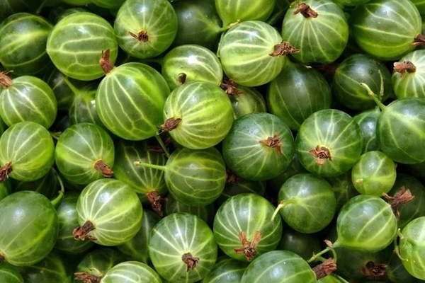 Ogrozdov liker - liker od ogrozda