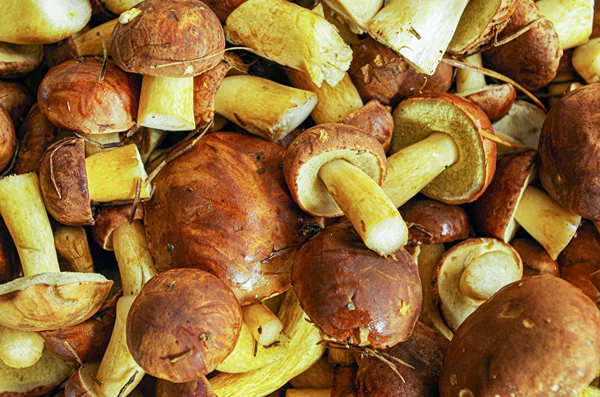 Ukiseljeni kestenovi vrganji