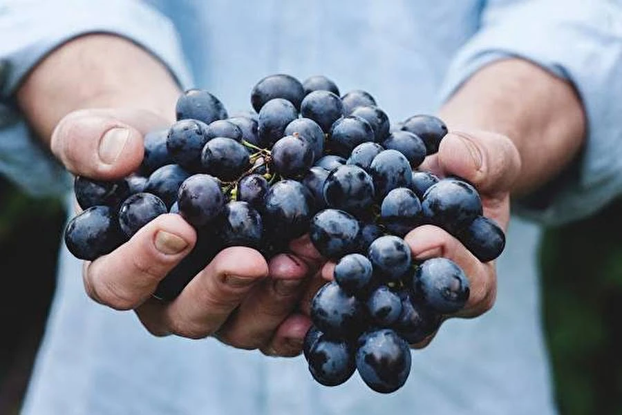 Browin Przepiśnik - Domaća grappa