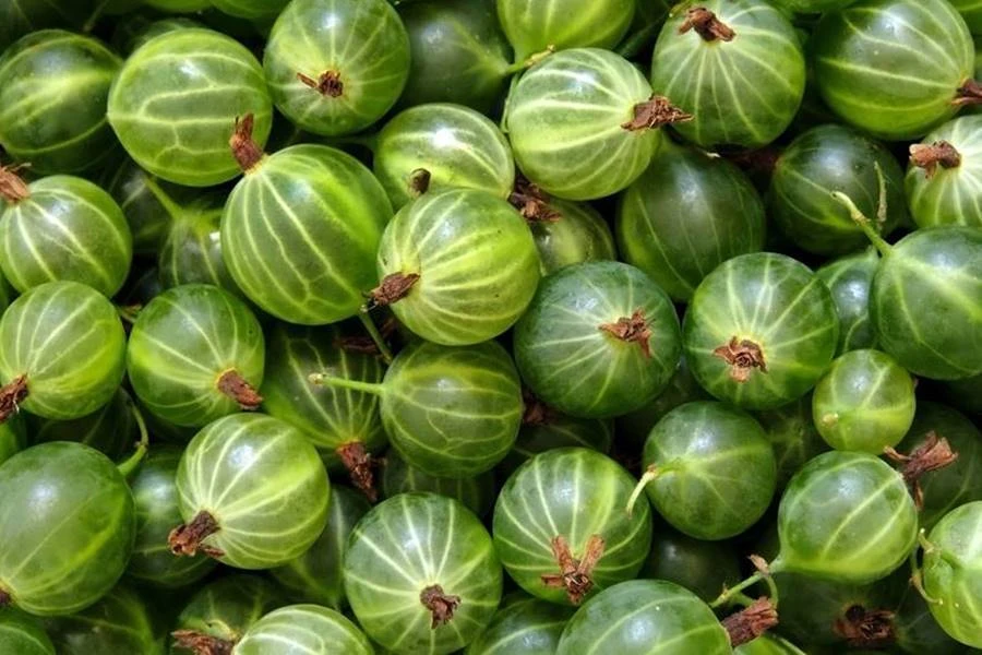 Browin Przepiśnik - Ogrozdov liker - liker od ogrozda